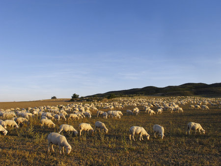 sheep grazing in the reserve of the biosphere Bardenas in Navarra, Spain..の写真素材