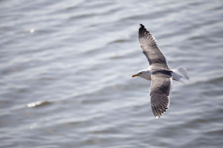 Seagull in the riverside of Lisbon, Portugalの写真素材