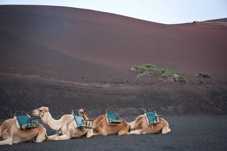 Camels in Timanfaya Volcanoe National Park in Lanzarote, Canary Islands, Spainの写真素材