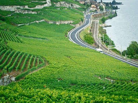 Vineyard terraces in the Lavaux region, Vaud, Switzerland, Europeの写真素材
