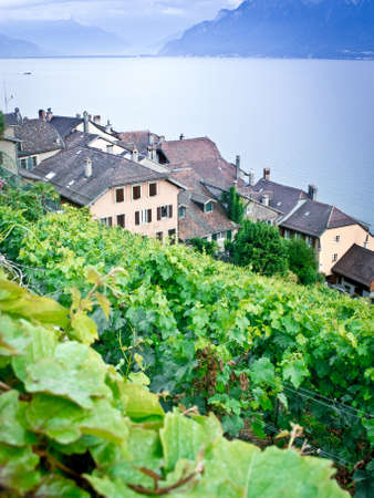 Vineyard terraces in the Lavaux, Vaud, Switzerland, Europeの写真素材