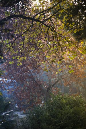 Campo de Moro gardens in autumn, Madrid, Spain