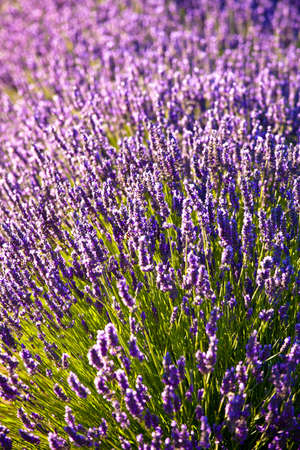 Blooming field of Lavender (Lavandula angustifolia) around Sault and Aurel, in the Chemin des Lavandes, Provence-Alpes-Cote d'Azur, Southern France, France, Europe, PublicGroundの写真素材