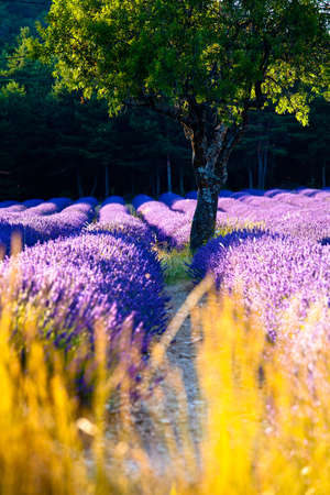 Blooming field of Lavender (Lavandula angustifolia) around Sault and Aurel, in the Chemin des Lavandes, Provence-Alpes-Cote d'Azur, Southern France, France, Europe, PublicGroundの写真素材