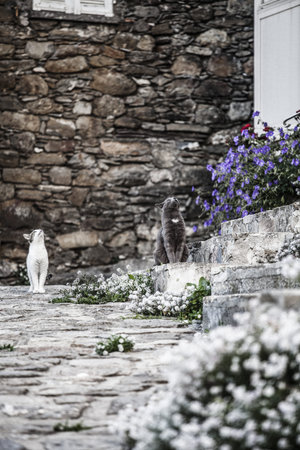 two cats in Garden in Corte, Corsica, France