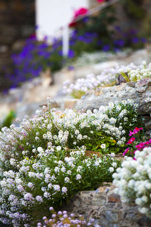 Garden in Corte, Corsica, Franceの写真素材