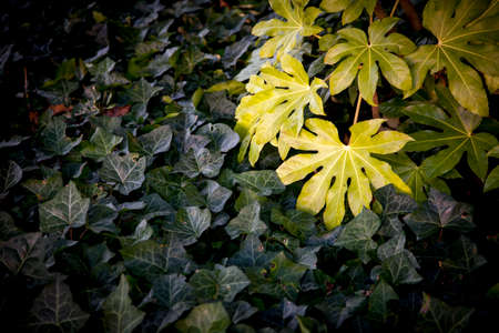 Botanical Garden detail in Nantes, Franceの写真素材