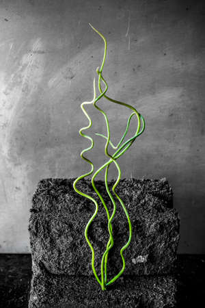 Growth concept with some soil and plantsの写真素材