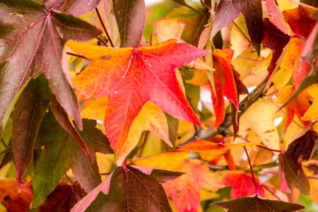 autumn detail in a park, Hamburg, Germanyの写真素材
