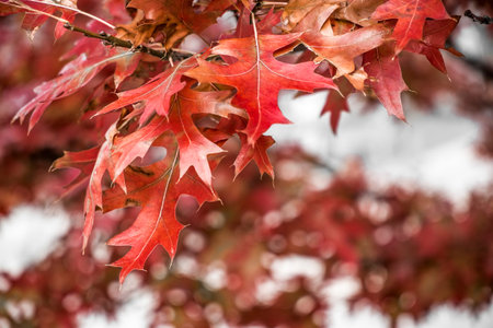 autumn leaves