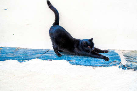 Happy cat in Catalonia, Spainの写真素材