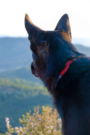 A black dog in the forest of Catalonia, Spainの写真素材