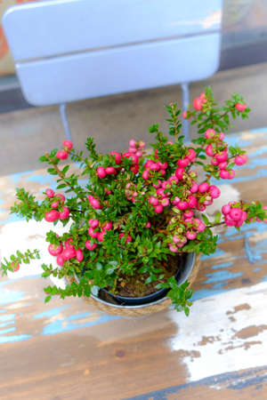 A garden detail in Swedenの写真素材