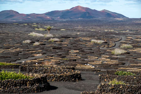 Vineyards in the Geria in Lanzarote, Canary Islands, Spainの写真素材