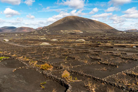 Vineyards in the Geria in Lanzarote, Canary Islands, Spainの写真素材