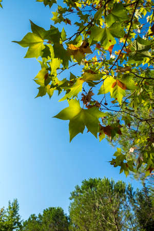 background with autumn colorful leaves in Cataloniaの写真素材