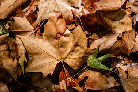background with autumn colorful leaves in Catalonia
