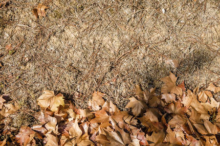 background with autumn colorful leaves in Cataloniaの写真素材