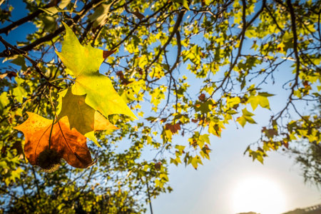 Park in fall season in Sant Cugat del Valles Barcelona Spain