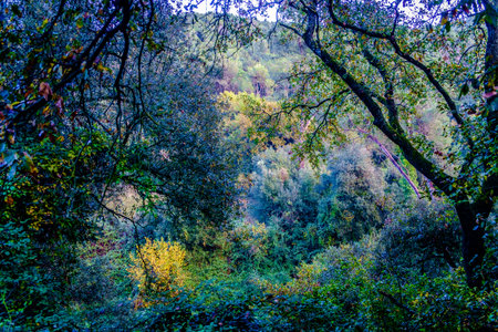 Collserola Park in Barcelona, Spain