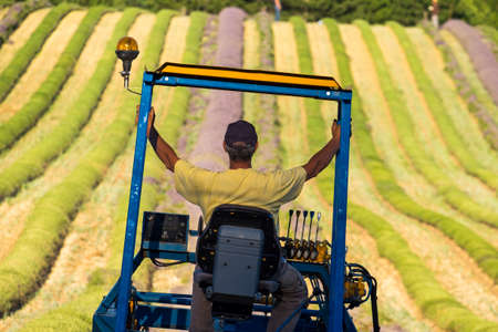 lavender field nr Sault, the Vaucluse, Provence, France Europeの写真素材