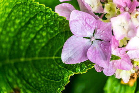 Close up of water droplets on flowerの写真素材