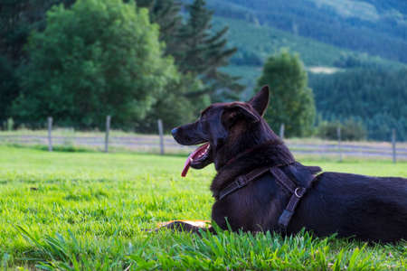 Black dog in the countryside of Basque Country Spain Europeの写真素材