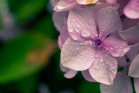 water drops on flowerの写真素材