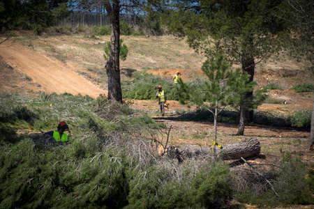Sant Cugat del Valles, Barcelona, Spain - April 3, 2017: 
A forest is being felled to build on green areas.のeditorial素材