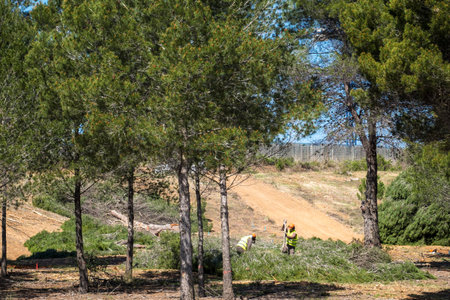 Sant Cugat del Valles, Barcelona, Spain - April 3, 2017: A forest is being felled to build on green...
