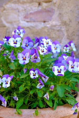 San Gimignano is a small medieval hill town in Tuscany, Italyの写真素材