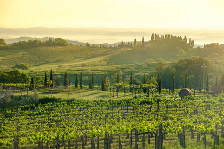Vineyards around San Gimignano  small medieval hill town in Tuscany, Italyの写真素材