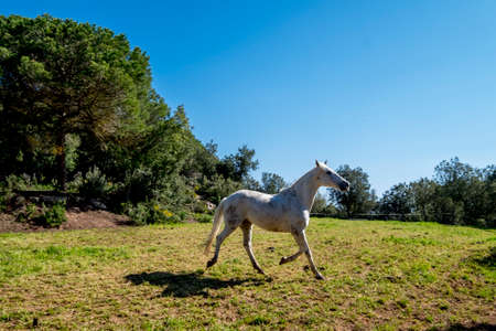 Catalonia, Spain - April 13, 2017: Horses in freedom in a rural area of ââthe Valles Orientalのeditorial素材