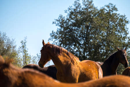 Catalonia, Spain - April 13, 2017: Horses in freedom in a rural area of ââthe Valles Orientalのeditorial素材