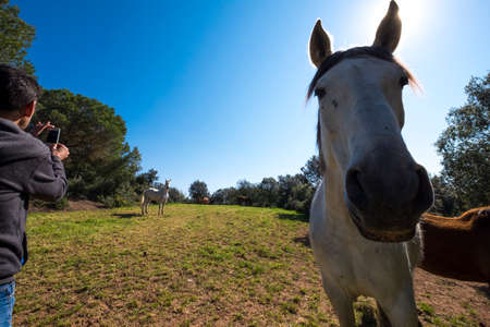 Catalonia, Spain - April 13, 2017: 
Horses in freedom in a rural area of ââthe Valles Orientalのeditorial素材