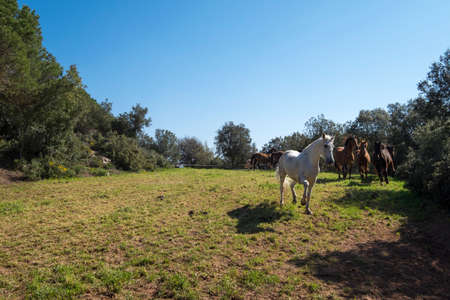 Catalonia, Spain - April 13, 2017: Horses in freedom in a rural area of ââthe Valles Orientalのeditorial素材