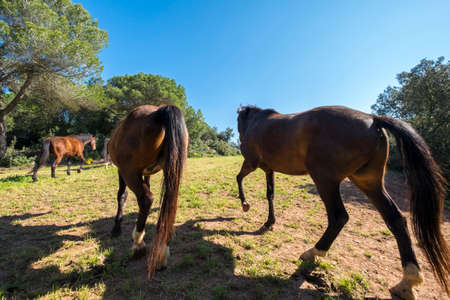 Catalonia, Spain - April 13, 2017: Horses in freedom in a rural area of ââthe Valles Orientalのeditorial素材