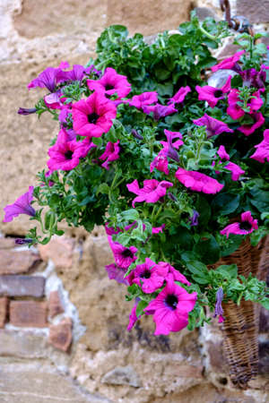 Decoration with plants and flowers in Pienza Tuscany Italyの写真素材