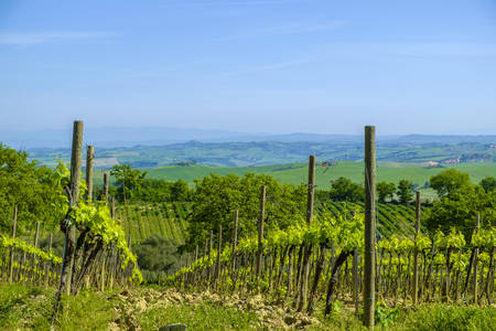 Vineyards in the countryside of Tuscany Italy Europeの写真素材
