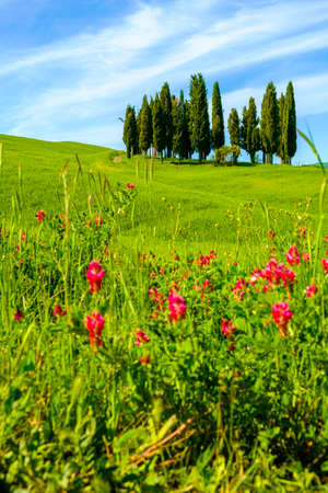 Cypresses in a Tuscany landscapeの写真素材
