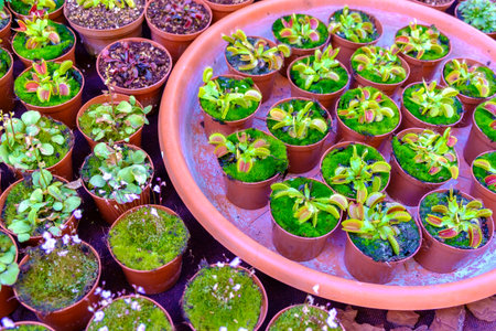 cactus for sale in a street market in Pienza Tuscany Italy