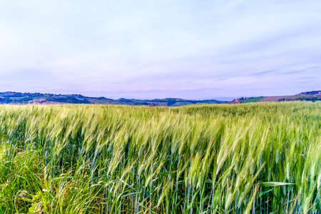 Wheat fields, Val d'Orcia, Tuscany Italyの写真素材