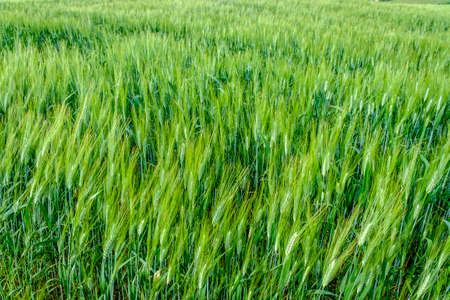 Wheat fields, Val d'Orcia, Tuscany Italyの写真素材