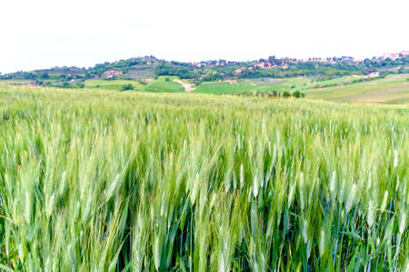 Wheat fields, Val d'Orcia, Tuscany Italyの写真素材