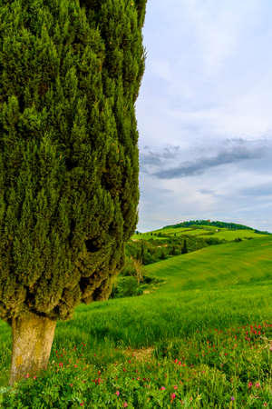 Scenery near to Pienza, Tuscany. The area is part of the Val d'Orcia Italy Europeの写真素材
