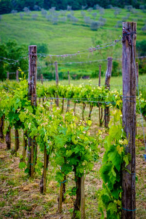 Scenery near to Pienza, Tuscany. The area is part of the Val d'Orcia Italy Europeの写真素材