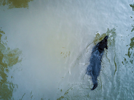 Dog swimming in a natural pool in the forest in Catalonia Spainの写真素材