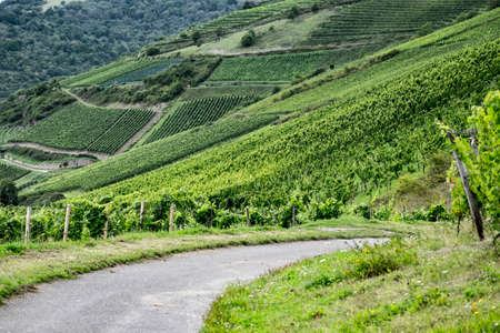 Vineyards on the Rhine, Rhineland-Palatinate, Germany, Europeの写真素材