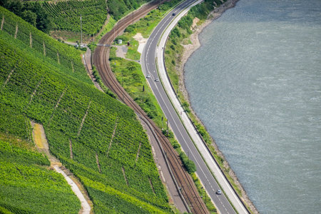 Vineyards on the Rhine, Rhineland-Palatinate, Germany, Europeの写真素材