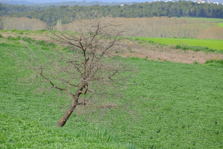 Greenfield and hill in Mollet del Valles in Barcelona province in Catalonia Spainの写真素材